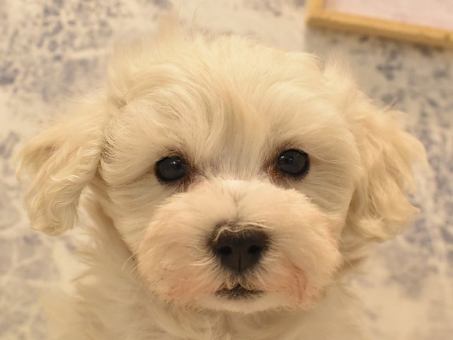 埼玉県のハーフ犬 (ペッツワン本庄早稲田店/2024年2月9日生まれ/男の子/ホワイト)の子犬